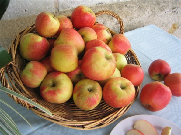 cueillette de pommes bio, à cheffes, près d'Angers