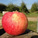 Royal Gala, pomme bio, Le biau Verger à Cheffes, près d'Angers