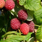 framboises à cueillir