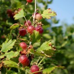 cueillette des fruits rouge