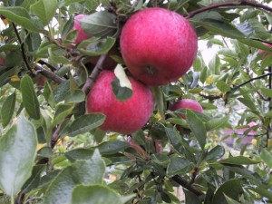 Cueillette de pommes bio, près d'Angers, en Maine-et-Loire