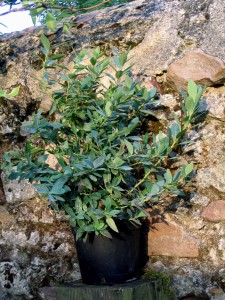 Vente de plants de myrtilliers à Cheffes en Maine-et-Loire