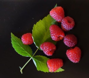 Vente et cueillette de petits fruits près d'Angers, Maine-et-Loire