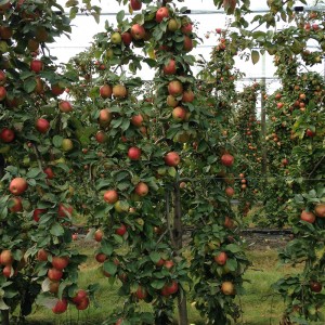 Vente directe de pommes bios et petits fruits, près d'Angers, en Maine-et-Loire