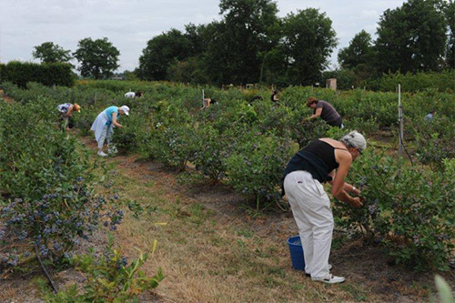 Cueillette de petits fruits (myrtille, framboise, cassis, groseille...) près d'angers, en Maine-et-Loire