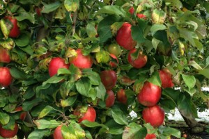 cueillette-pommes-biologiques-maine-et-loire