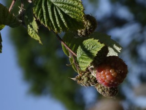 Fruits framboises avant récoltes