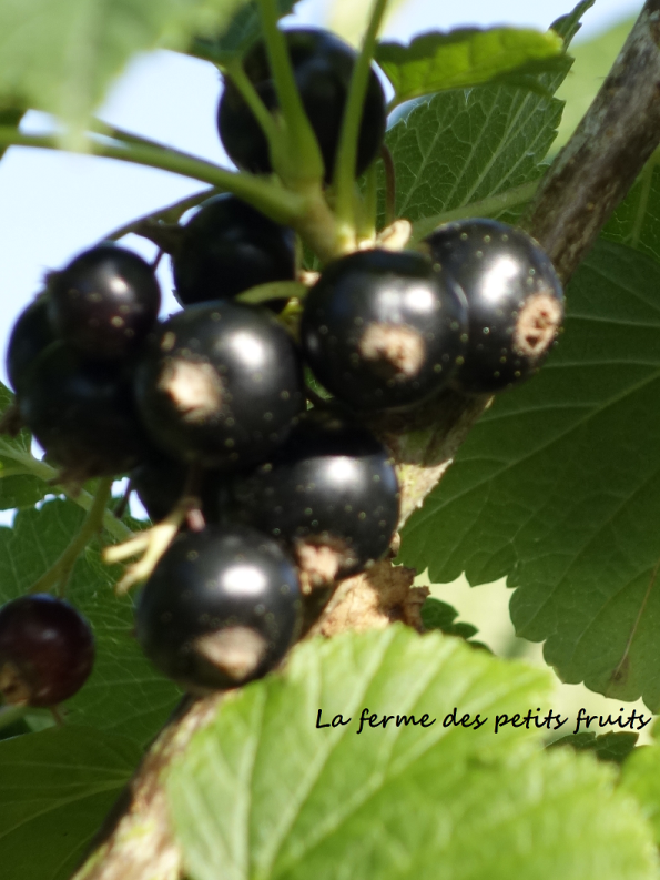 Cueillette de cassis, Cheffes, Maine-et-Loire