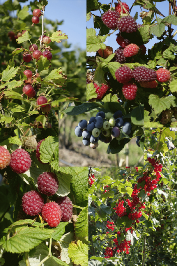 myrtille, framboise, muroise, groseille