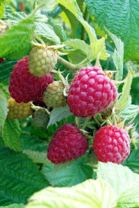 framboises