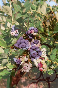 myrtillies tardives